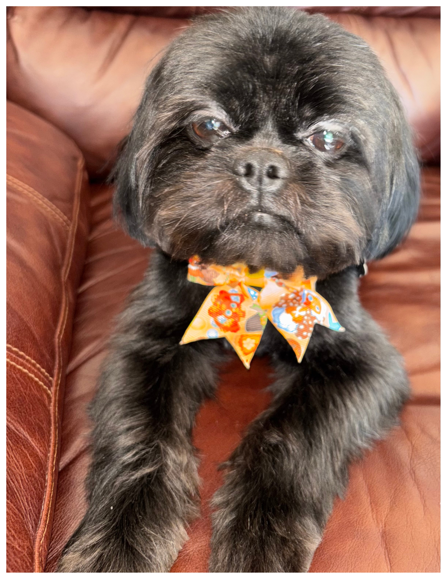 Oreo Winston portrait photo